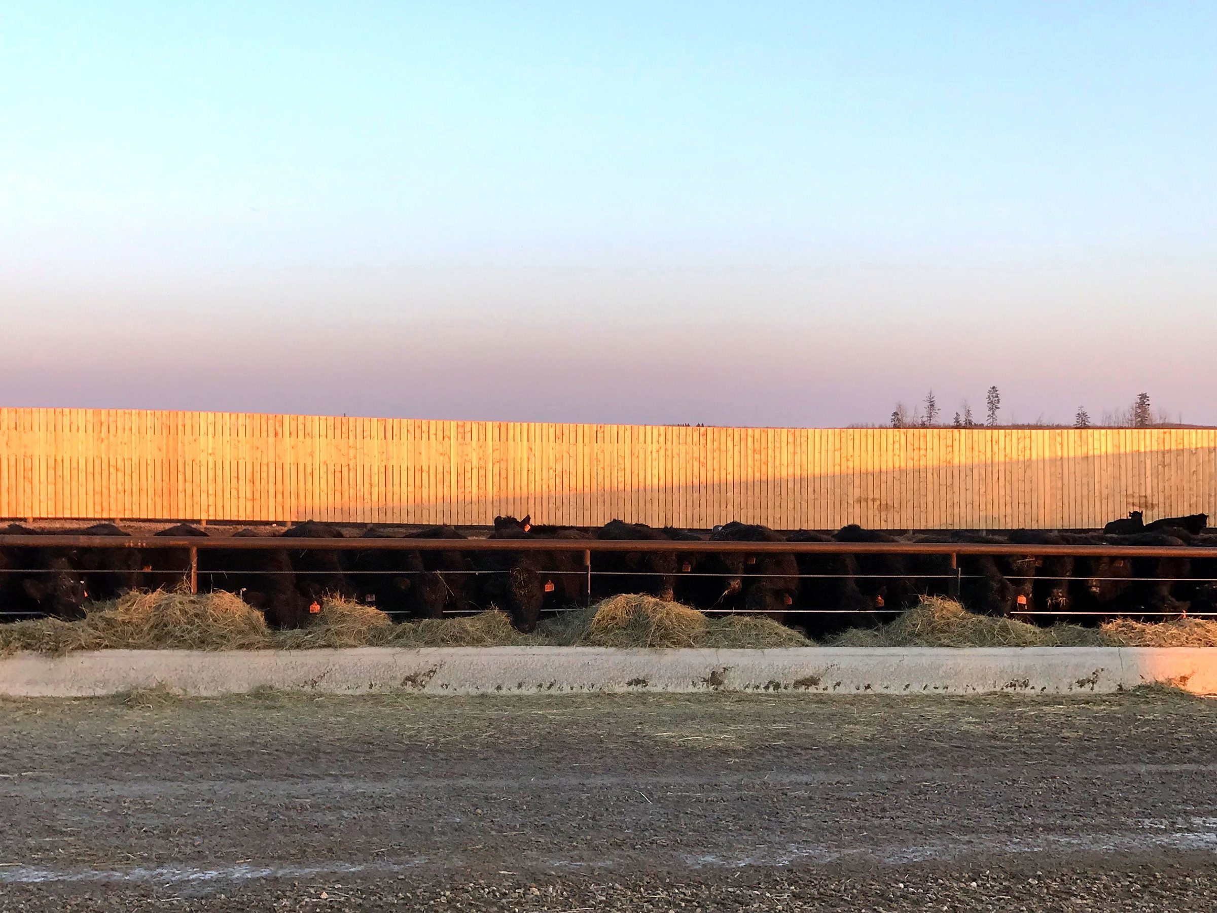 A long feed line and fence running out to the horizon at sunset