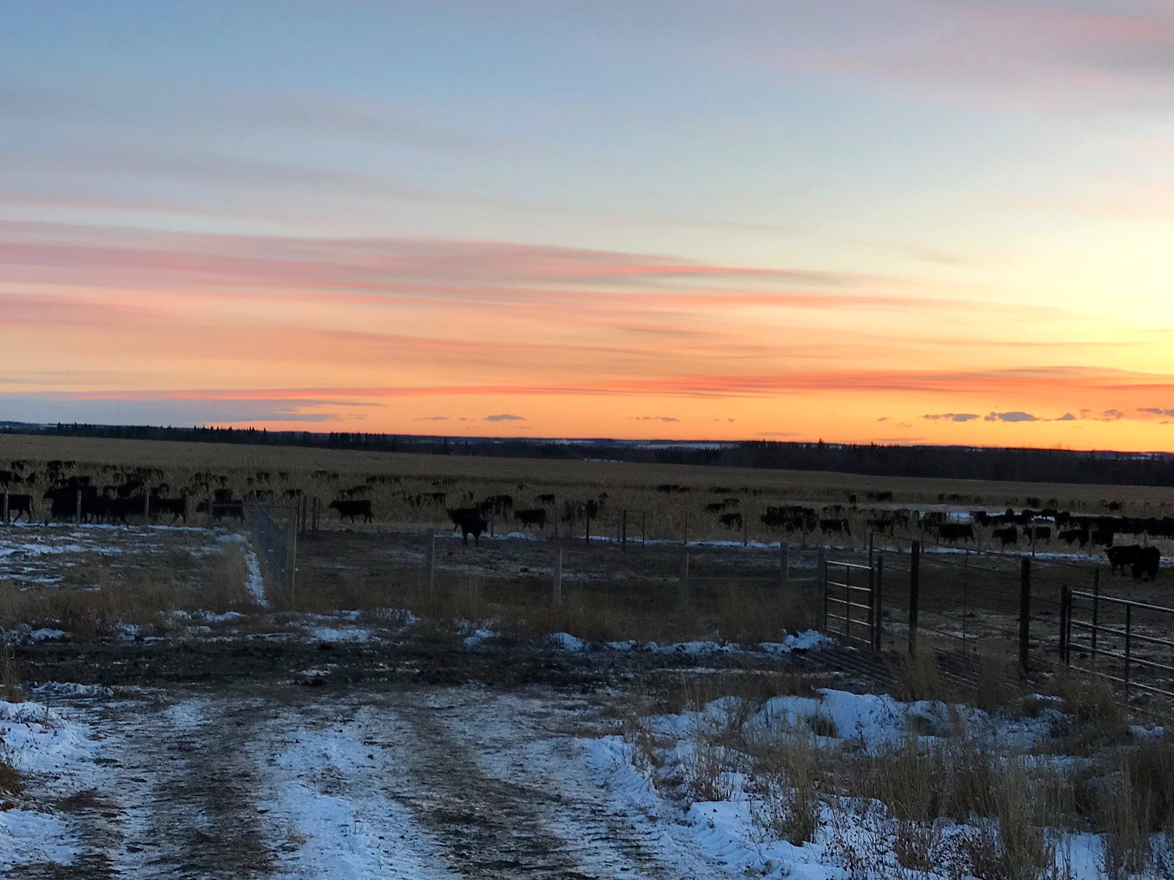 The feedlot at first light, cattle at the bunks, sky lit