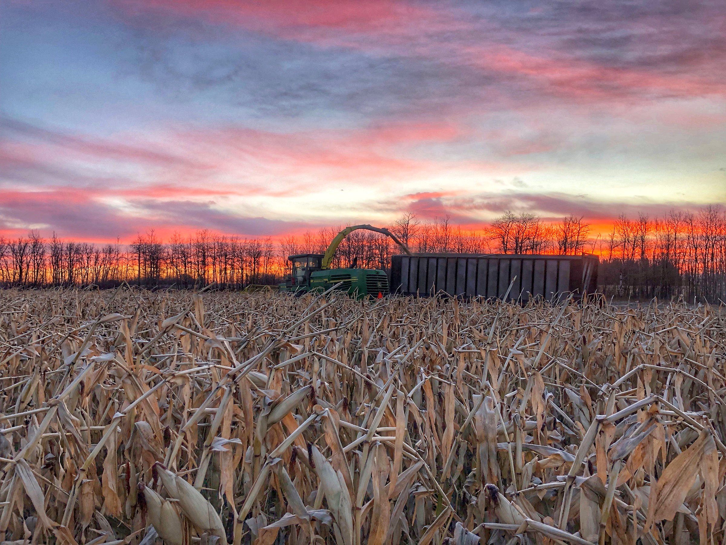 A forage harvester filling a truck box across a cut corn field at dusk, the treeline red behind