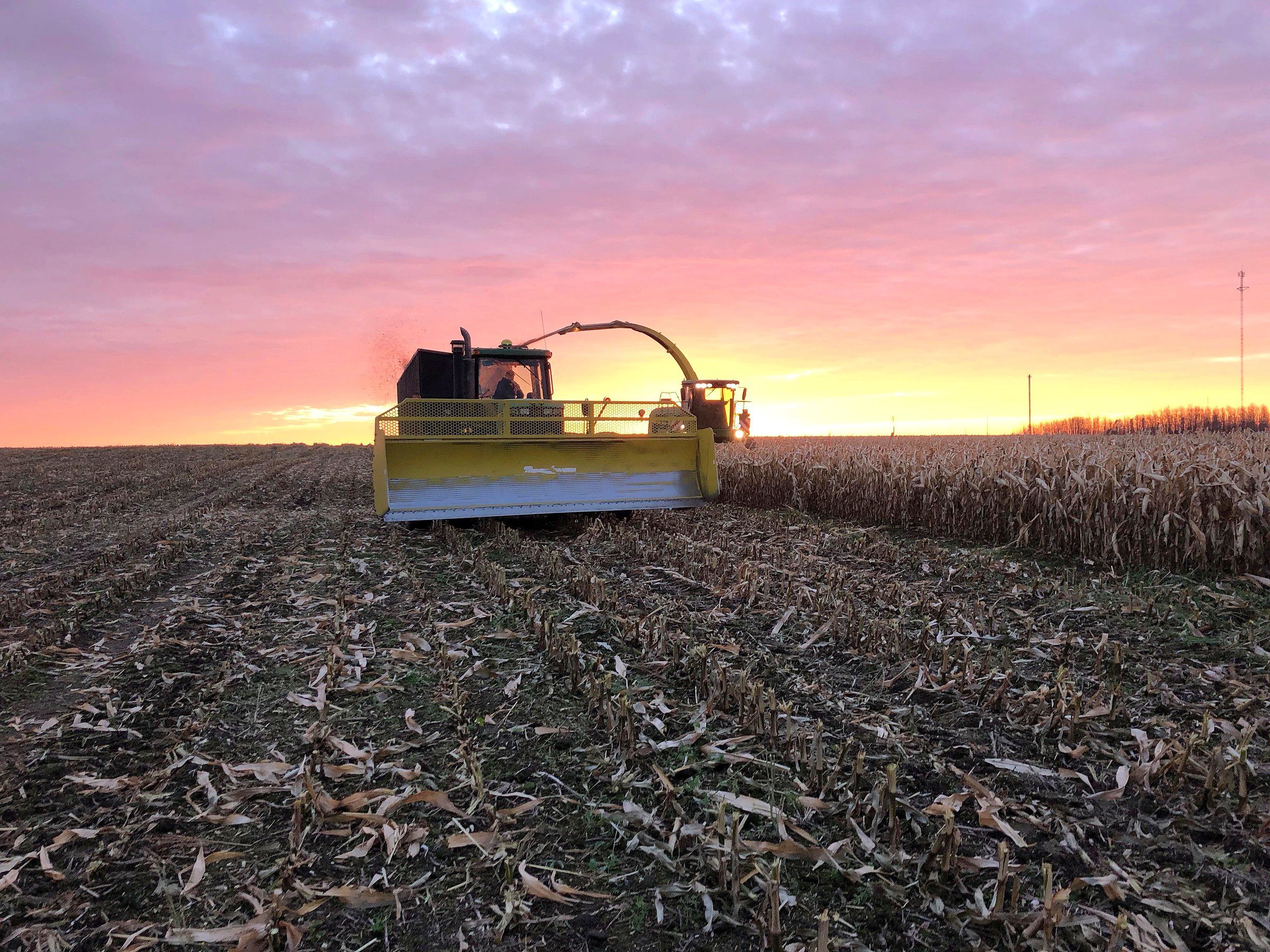 A forage harvester working a corn field at sunset