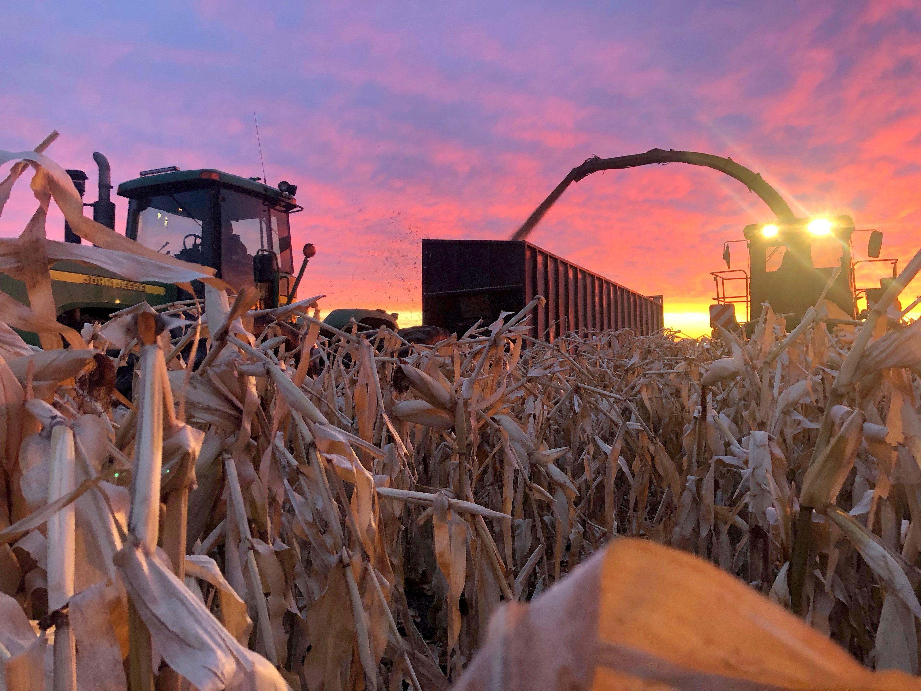 A forage harvester blowing chopped corn into a truck box beside a tractor, standing corn in front, sunset