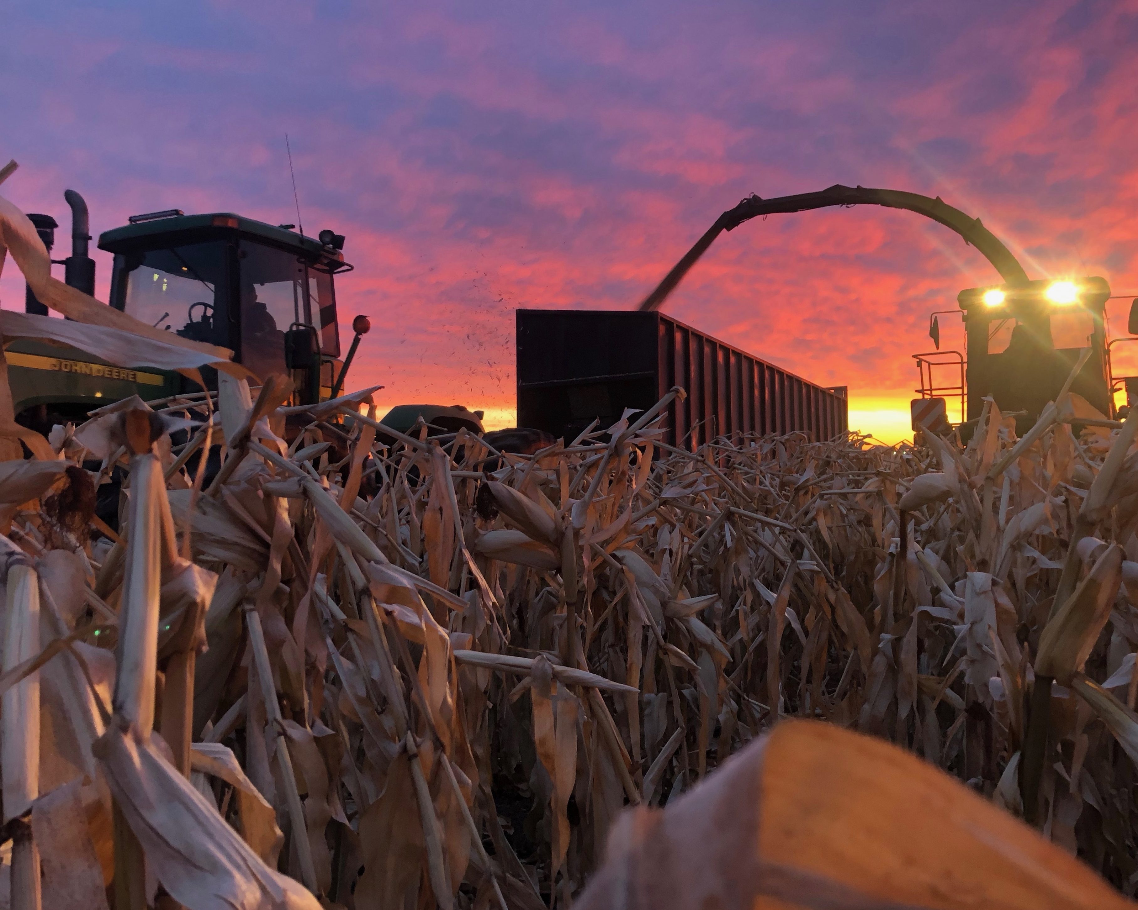A forage harvester filling a truck in standing corn at sunset
