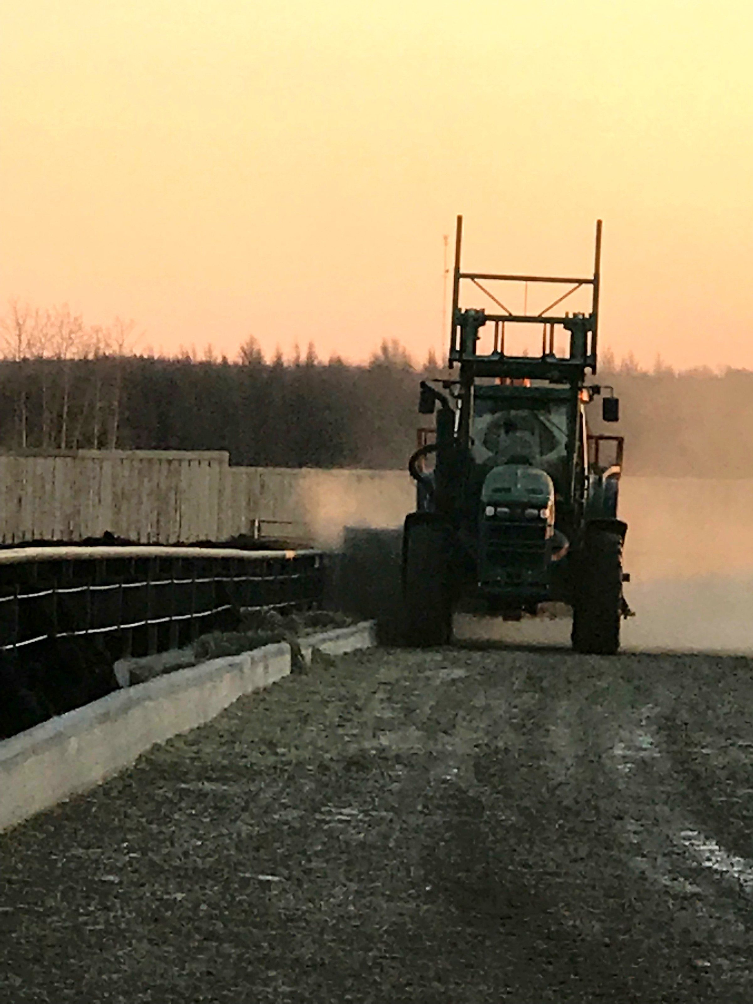 A tractor coming up the feed alley at dusk with cattle at the bunk alongside